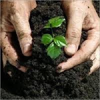 Fertilizer & Soil